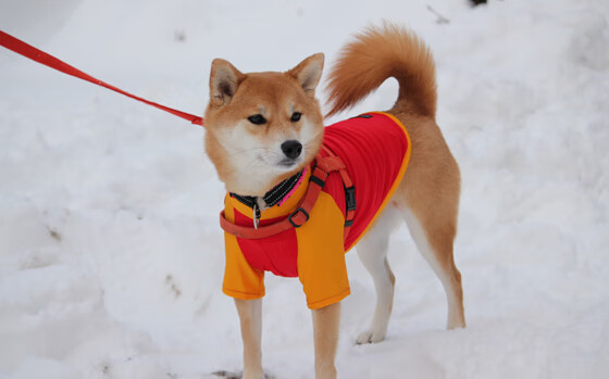 乐鱼app-中国三人篮球男队战术执行有序，中国三人篮球男篮赛程