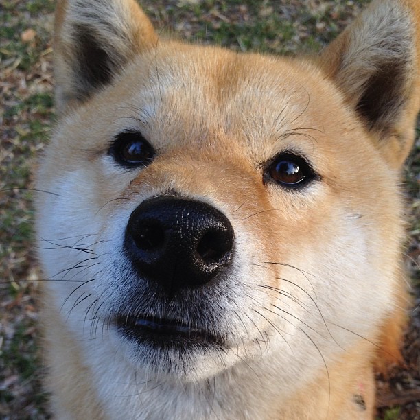 乐鱼体育在线入口-仰泳分项德国节奏感掌控出色，仰泳bd